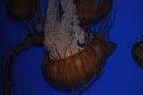 DSC_0351.JPG
