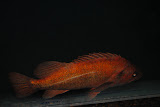 DSC_0442.JPG