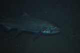 DSC_0450.JPG