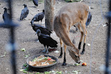 DSC_0095.JPG