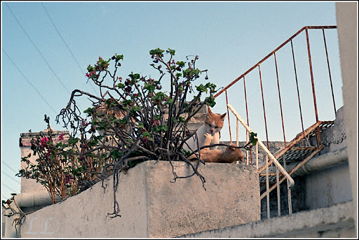 Amorgos-catfight.jpg