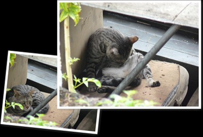 View feral cats1