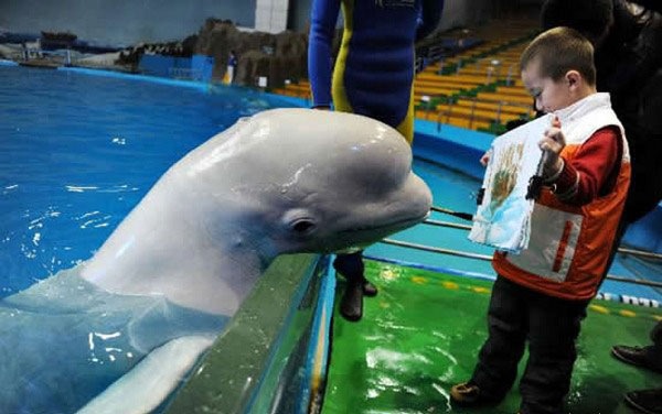 1270098379_doseng.org_painting-dolphin-03