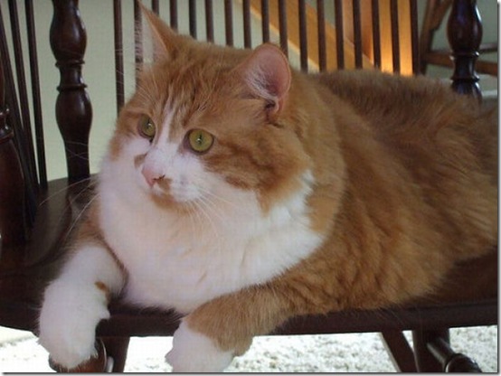 fat_cats_36