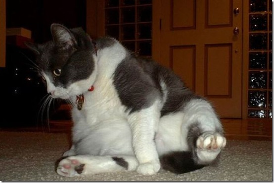 fat_cats_39