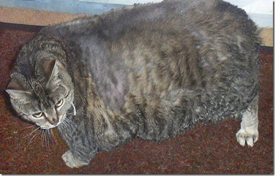 fat_cats_11