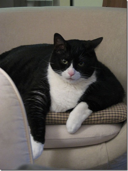 fat_cats_16