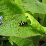 Beetles