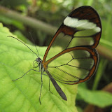 Tropical Butterflies