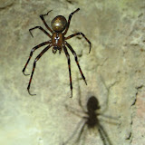 Cave Spiders
