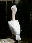 A very large pelican.