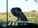 We just missed the shot of him fully standing. Massive! They sleep something like 20 hours a day.