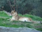 This is one of the lady lions.