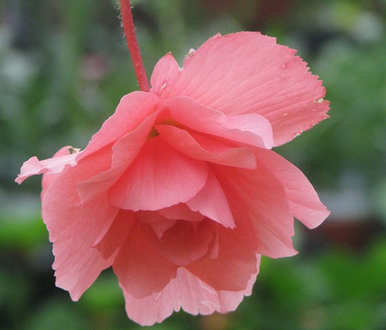 [Pink flower[2].jpg]