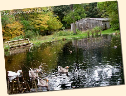 Goose pond