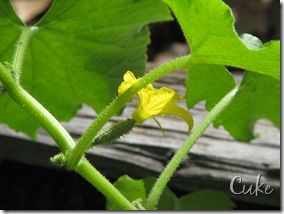 June 7 Cukes