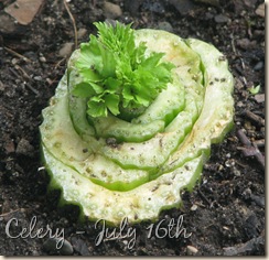Celery July 16