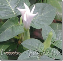 July 22 Datura PM