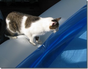 Smudgie Pool 1 Smudgie Pool 1