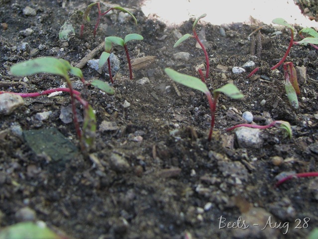 [0908 Beets[8].jpg]