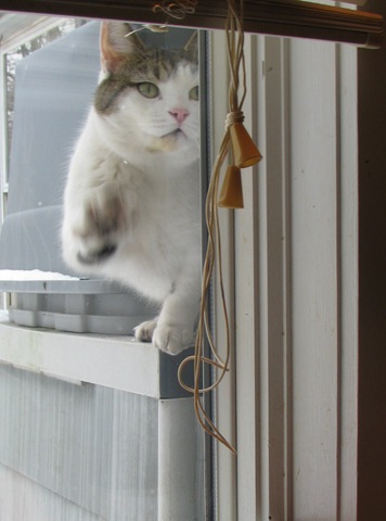 [Smudgie Knocking on window[3].jpg]