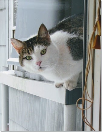 Smudgie in the window