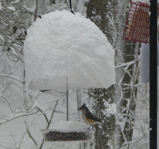 [01 12 Titmouse[3].jpg]