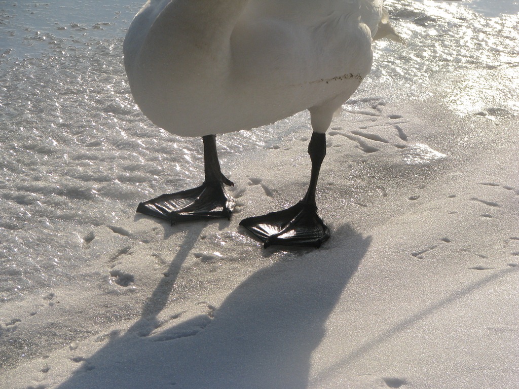 [Swan feet[4].jpg]