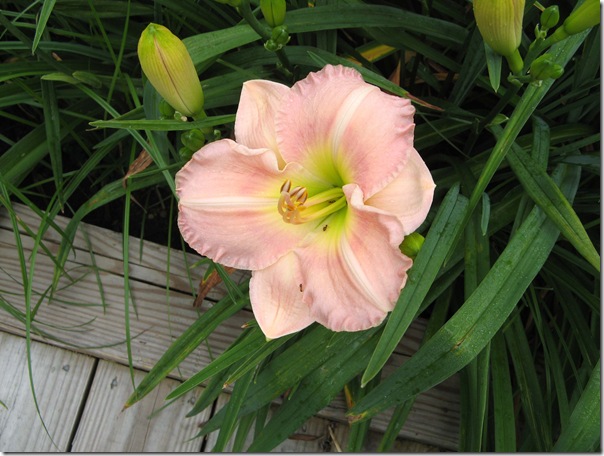 daylilies 004