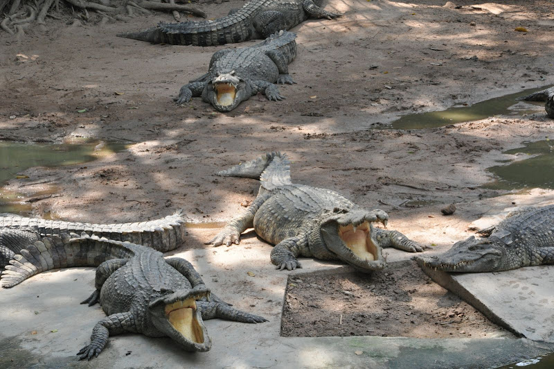 Крокодилы в Парке Миллионолетних камней