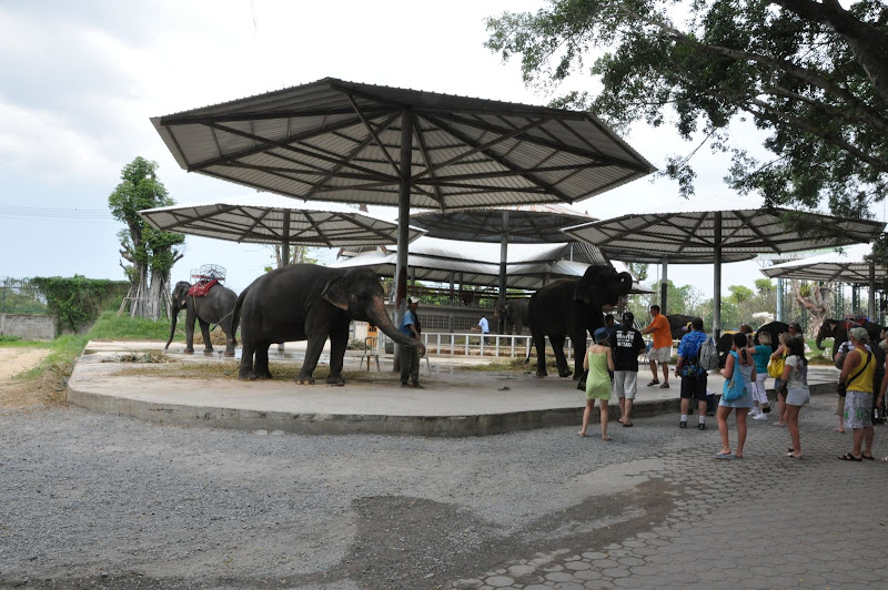 Слоны в Парке Миллионолетних Камней