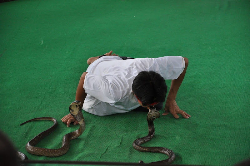Шоу со змеями в Паттайе