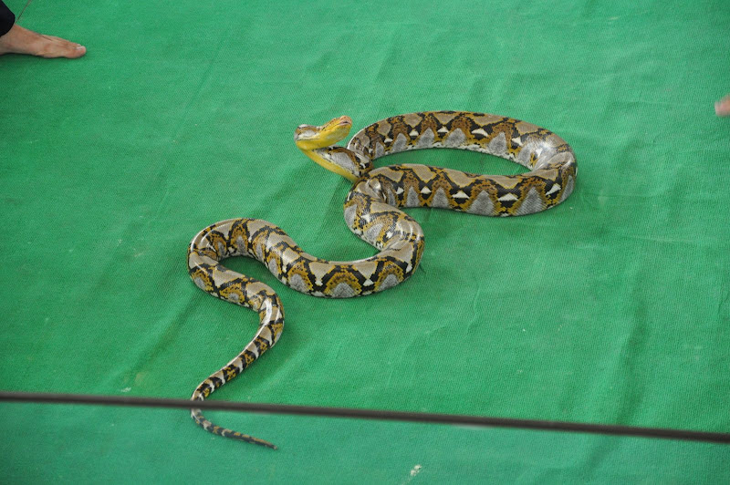 Питон на змеином шоу в Паттайе