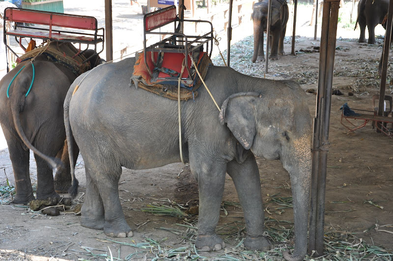 Слоновья ферма в Таиланде