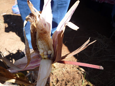 crop failure