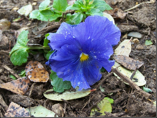 blue pansy