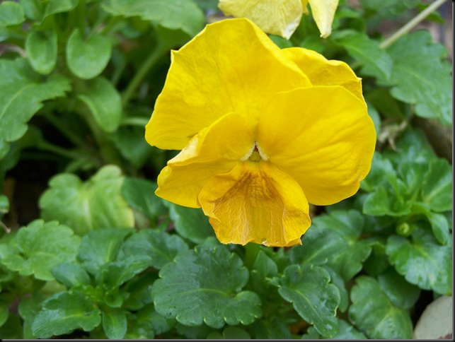 yellow pansy