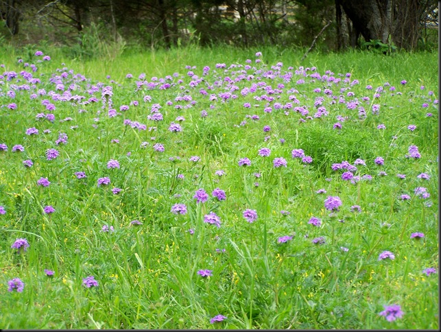 Elli's meadow...verbena 4-5-10 Elli's meadow...verbena 4-5-10