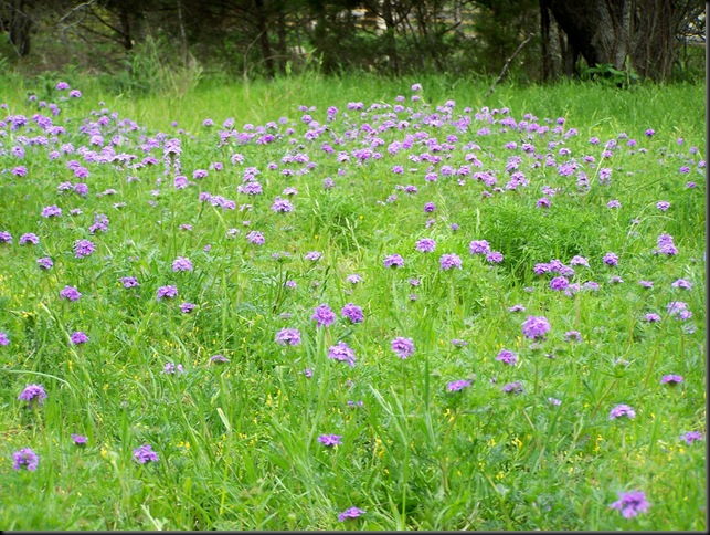 Elli's meadow...verbena 4-5-10