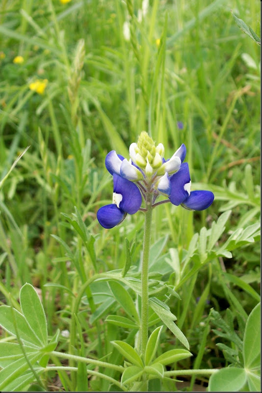 1st bluebonnet 2