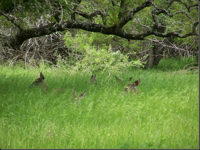 deer in grove  4 4-12-10