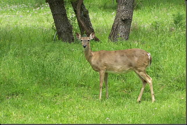 deer in grove  2 4-12-10