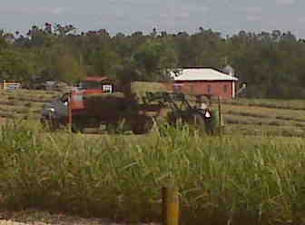 [Wood hay 2009[4].jpg]
