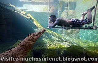 [Nager avec les crocodiles_Parc Crocosaurus Crique-1[2].jpg]