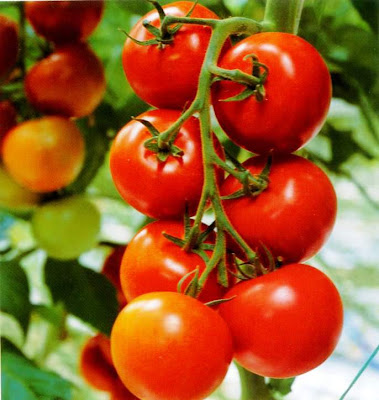 Tomatoes