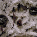 Black and White Christmas Black and White Christmas
