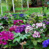 Colorful Garden Colorful Garden