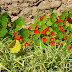 Flowers along the Wall Flowers along the Wall