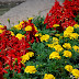 Red and Yellow