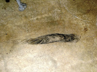 IMG_1387b.JPG